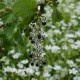 Apyrankė su Hematitais ant rankos, ant kojos-3